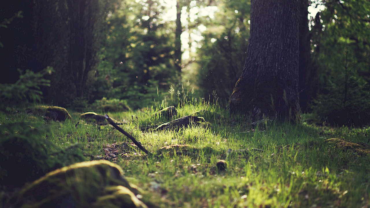 wald lichtung