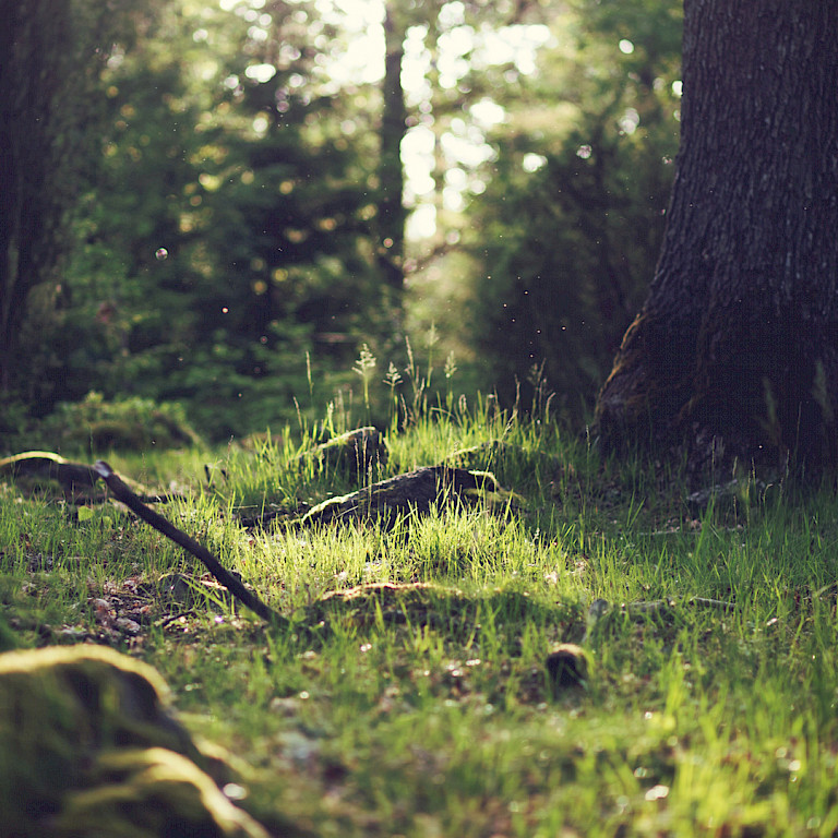 wald lichtung