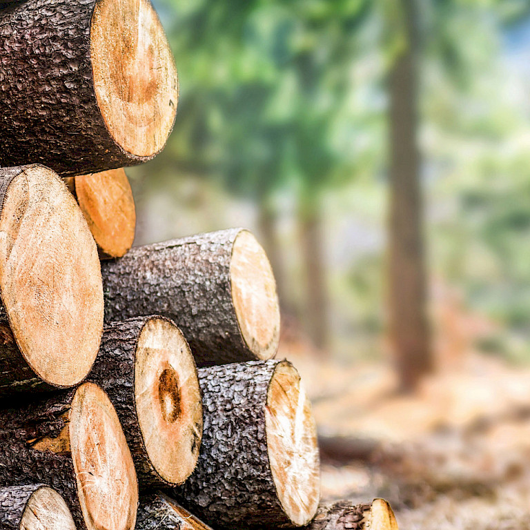 Vision - best wood im besten Sinne